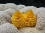 71- Spirobranchus giganteus jaune - Kouare